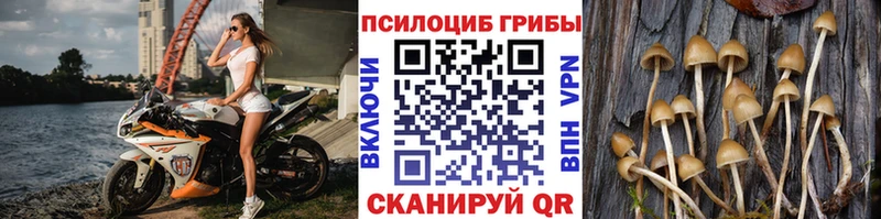 Галлюциногенные грибы Psilocybe  Волоколамск 